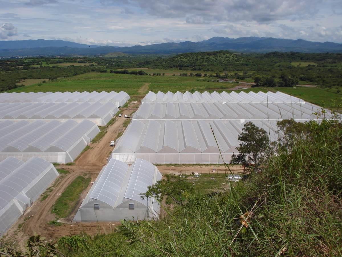 fixed vent roof agricultural greenhouses